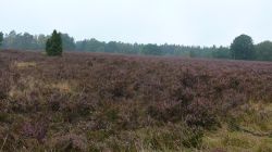 047 Lueneburg Die Heide