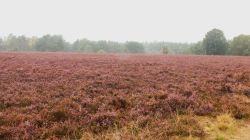 048 Lueneburg Die Heide