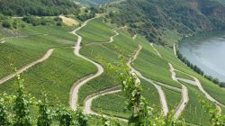 065 Weinberge