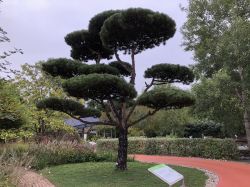 172 Tulln Hexentanz