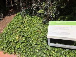 127 Tulln Oder Nebelwald