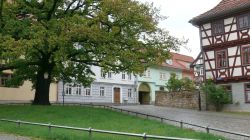 042 Friedenseiche Auf Pfarrhof
